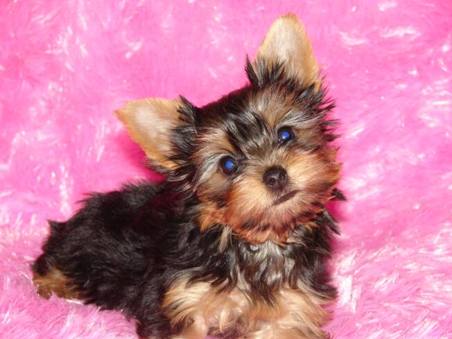 cheap yorkie puppies for sale near me